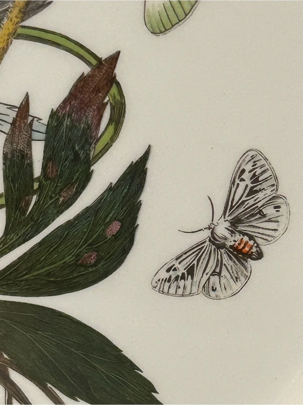 PORTMEIRION BOTANIC GARDEN 10.5” Christmas Rose Dinner Plate Butterflies 1972